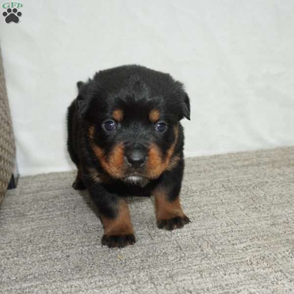Lily, Rottweiler Puppy